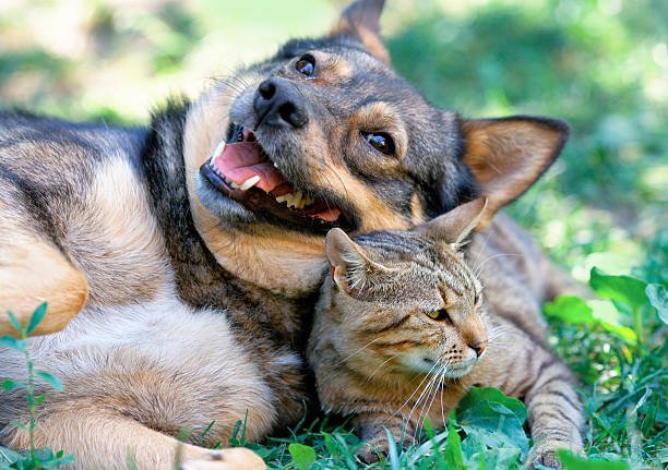 Can Dogs Eat Cat Food