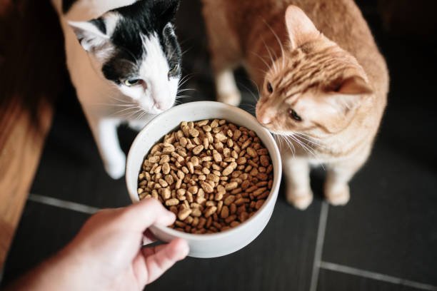 Can Dogs Eat Cat Food?